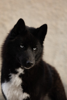 Étalon Siberian Husky - eskifavorite Noch' temna xena