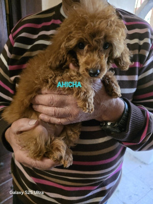 Étalon Caniche - AHICHA-RAUNI lovely yupanki