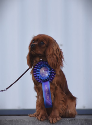 Étalon Cavalier King Charles Spaniel - Very addictive des Mémoires Sempiternelles