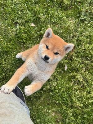 Étalon Shiba - Atarashi yoake Go Sakura Kensha