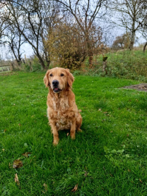 Étalon Golden Retriever - Temari Du Val D'Isao