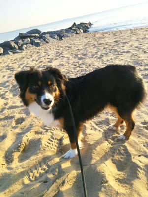 Étalon Berger Américain Miniature - Uranie des merveilles d'ilona