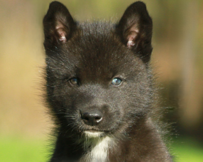 Étalon Siberian Husky - Alcateia Das Neves Amulette