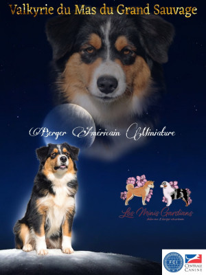 Étalon Berger Américain Miniature - Valkyrie du mas du grand sauvage