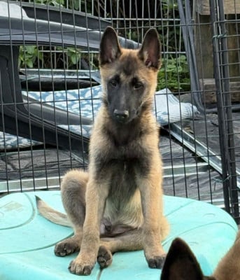 Étalon Berger Belge - maski du van lappeenranta AMADEUS