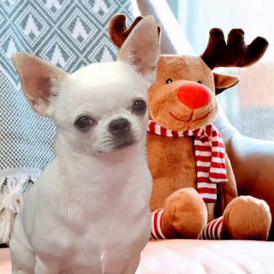 Étalon Chihuahua - CH. Teacup Des graines de stars