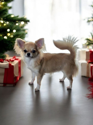 Étalon Chihuahua - Vienna secret of angels