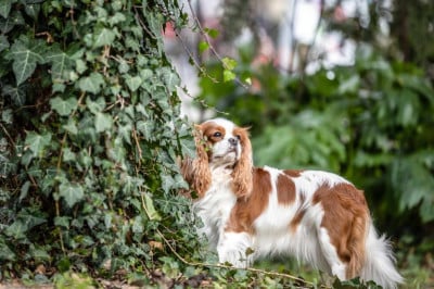 Étalon Cavalier King Charles Spaniel - CH. Son altesse royale des Bulgarians