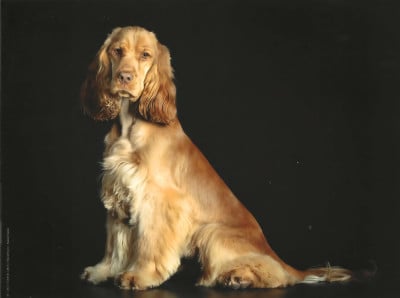 Étalon Cocker Spaniel Anglais - Vegas Du Domaine De La Verrinette
