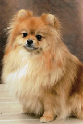 Étalon Spitz allemand - Simona Des Etoiles Du Pays Des Volcans