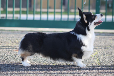 Étalon Welsh Corgi Pembroke - Night Keepish Lebkuchen