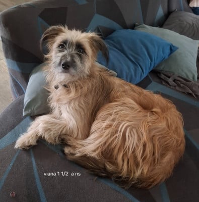 Étalon Berger des Pyrenees à poil long - Viana de la vallée d'oueil