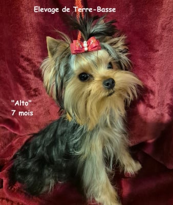 Étalon Yorkshire Terrier - Alto de terre basse