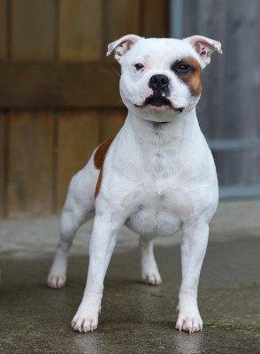 Étalon Staffordshire Bull Terrier - Vortex the snow pearl Du Domaine Des Juraires