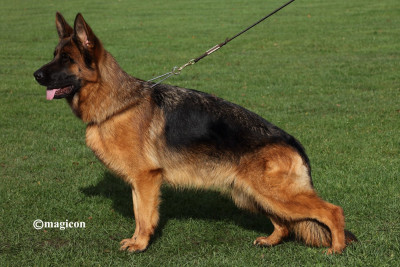 Étalon Berger Allemand - CH. Vana du val d 'anzin