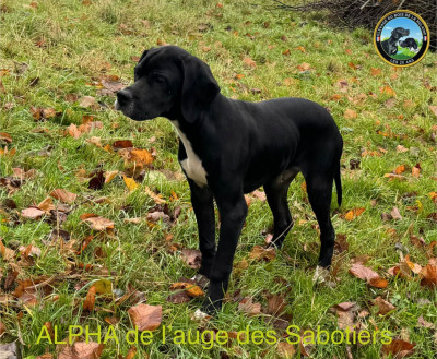 Étalon Pointer - Alpha De L'auge Des Sabotiers