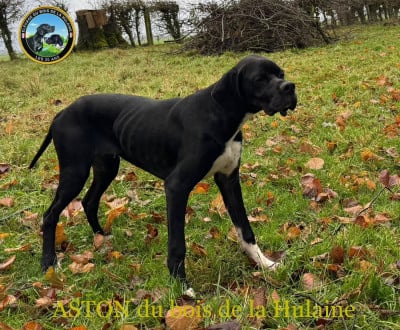 Étalon Pointer - Aston du bois de la Hulaine