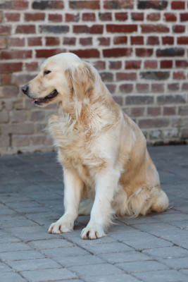 Étalon Golden Retriever - Sunday (Sans Affixe)