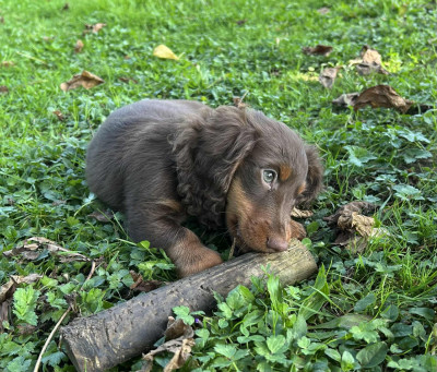 Étalon Teckel poil long - Amber du Mistral Le Vent