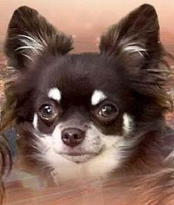 Étalon Chihuahua - Ulya violetta du Domaine des Airaudes