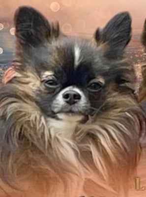 Étalon Chihuahua - Udson river du Paradis Rétais