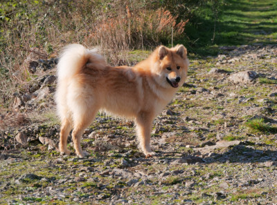 Étalon Eurasier - Alchimie Des Légendes De La Louve Arc-en-ciel