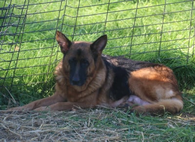 Étalon Berger Allemand - Rosée de la Cité d'Emeraude