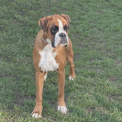 Étalon Boxer - Vaiana Des Gardiens De Chami