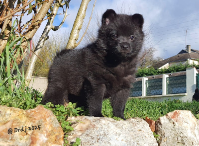 Étalon Schipperke - A Little Star Rhéa Ripley du dragon rouge de jupiter