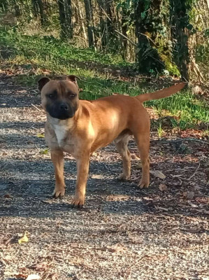 Étalon Staffordshire Bull Terrier - Ace nes pour être des anges