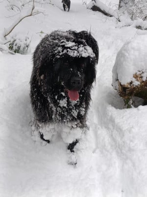 Étalon Terre-neuve - U ARE MY BLUE DREAM Des oursons du vent