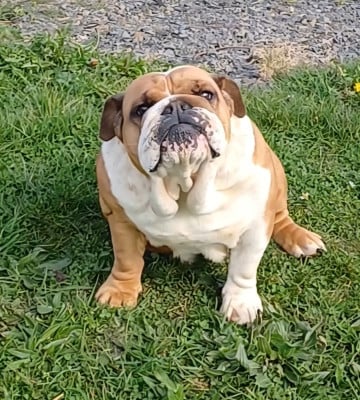 Étalon Bulldog Anglais - Rise like a phoenix Du Clandisa De La Gironde