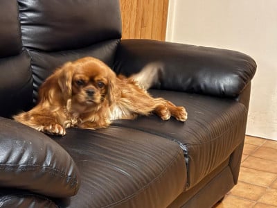 Étalon Cavalier King Charles Spaniel - Vaiana soucirac