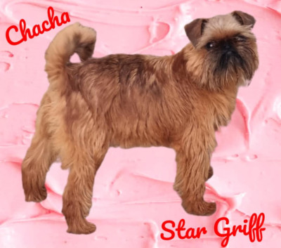 Étalon Griffon bruxellois - star griff Vanilla Sky dite Chacha