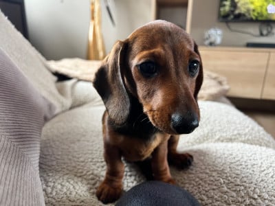 Étalon Teckel poil ras - Ah voilà simone du sapin epineux