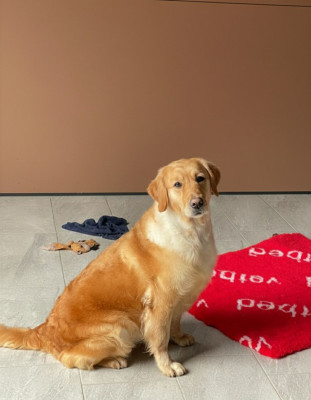 Étalon Golden Retriever - Sihou Du pré moussey