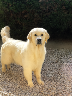 Étalon Golden Retriever - Ekler zolotaya nitochka