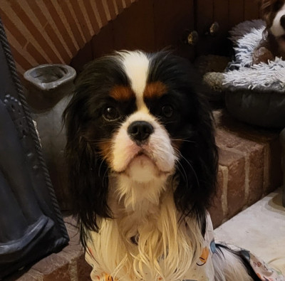 Étalon Cavalier King Charles Spaniel - Viens petit coeur des Princes de la foret noire