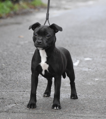 Étalon Staffordshire Bull Terrier - Skillstaff Ad vitam aeternam