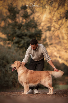 Étalon Golden Retriever - olvinglay Hogwarts mystery