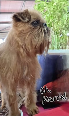 Étalon Griffon bruxellois - CH. los chatos del norte Don't stop me now dit MARCEL