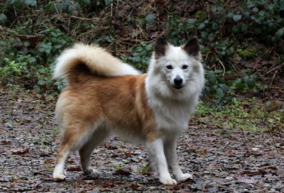 Étalon Berger islandais - Vidia Nuance De La Fleur De Vie
