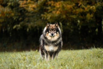 Étalon Chien finnois de Laponie - Ukonniemi ucky of artic cobaka
