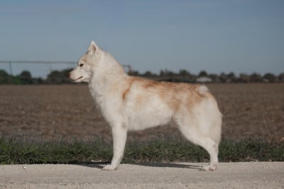 Almaz of siberian country