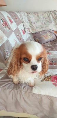 Étalon Cavalier King Charles Spaniel - Une papaye de la bergerie d'argent