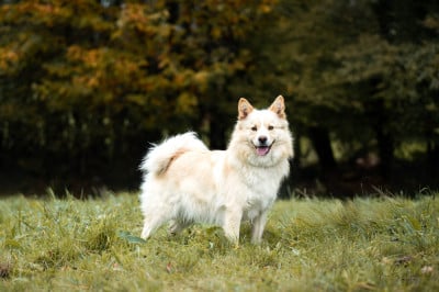Étalon Chien finnois de Laponie - Ubelle Du Domaine Louchine