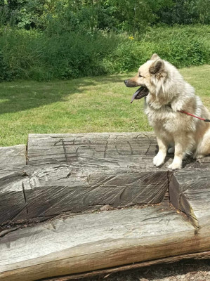 Étalon Eurasier - Tasca de la source de l ' aa (Sans Affixe)
