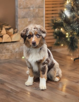 Étalon Berger Américain Miniature - Another dream verone mini de La Lune De Feu