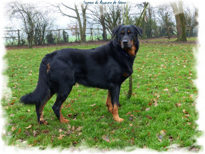 Étalon Berger de Beauce - Soupson Du Royaume De Géane