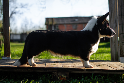 Étalon Welsh Corgi Cardigan - Amba De La Légende De Jupiter